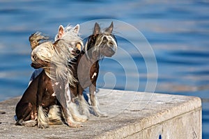 Chinese Crested Dogs